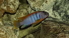 Labidochromis hongi Red Top