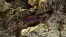 Labidochromis hongi Red Top