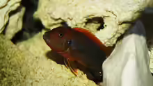 Labidochromis hongi red top