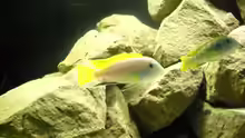 Labidochromis ´perlmutt´ Pärchen