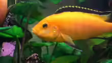 Labidochromis yellow , Weibchen mit Gelege im Maul