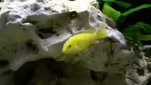 Labidochromis Yellow