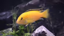 Labidochromis yellow( m)