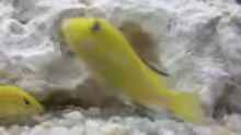 Labidochromis Yellow
