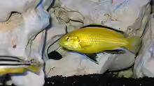 Labidochromis Yellow