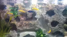 Labidochromis Yellow