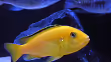 Labidochromis yellow