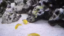 Labidochromis Yellow
