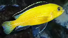 Labidochromis´Yellow´ Männchen