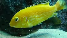 Labidochromis´Yellow´ Weibchen