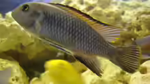 Laidochromis sp. mbamba im AQ 1m 2w