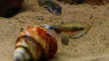 Lamprologus Speciosus beim Möbel rücken