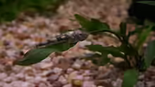 LDA25, Pitbull Pleco - Parotocinclus jumbo