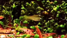 Leuchtaugen,Rasbora und Garnelen