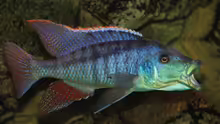 Lichnochromis Acuticeps