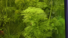 Limnophila aquatica