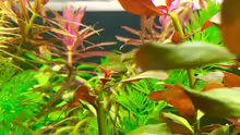 Limnophila hippuridoides