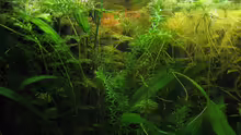 Limnophila und Wasserpest