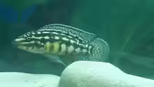 Männchen von Julidochromis marlieri