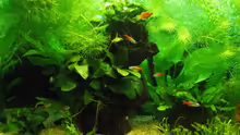 Mbuna mit Anubias