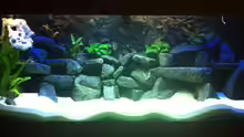 Meckels Malawi Tank