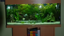 Mein Aqaurium