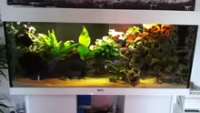 Mein Aquarium