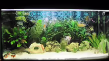mein Aquarium in voller schönheit