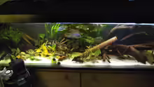 Mein Aquarium (leider mit Filter im Vordergrund, ändert sich noch)