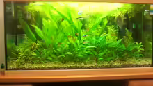 Mein Aquarium nach sechs Jahren