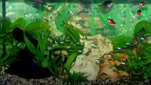 Mein Aquarium