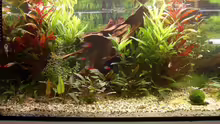 mein Aquarium