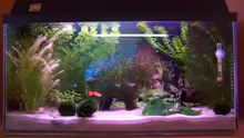 Mein Aquarium