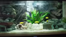 Mein erstes Aquarium, mit dem vorgesehenen Besatz mit Labidochromis Yellow und Mbamba