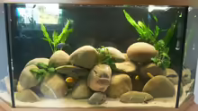 Mein Malawi Aquarium