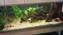 mein neues Aquarium, die Pflanzen müssen noch grö??er werden