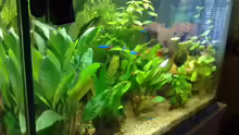 Mein Tetra AquaArt 60L