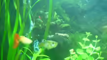 meine allerersten Guppys saßen erst im 60l AQ