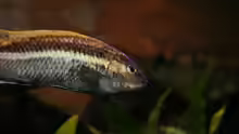 Melanochromis auratus male