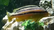 Melanochromis auratus Weibchen