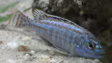 Melanochromis Joanjohnsonae