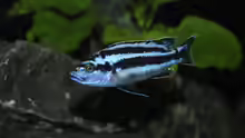 Melanochromis kaskazini F1 male