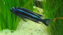 Melanochromis maingano