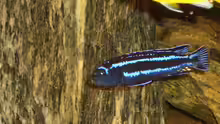 Melanochromis maingano 1