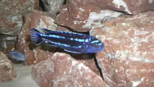 Melanochromis maingano Bock mit Socolofi Jungtier