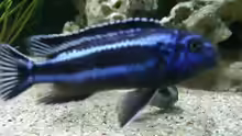 Melanochromis maingano Bock