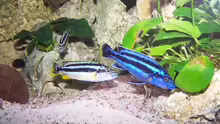 Melanochromis sp. northern blue makonde Männchen & Weibchen