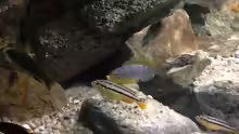 Metriaclima aurora und Melanochromis auratus