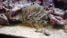 Mini Anemone