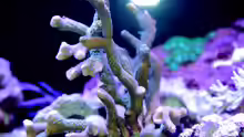 Montipora digitata
